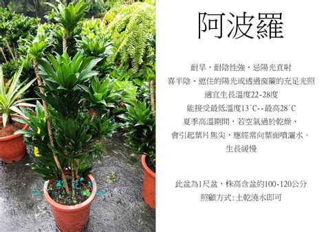 阿波羅千年木風水 鳳眼面相